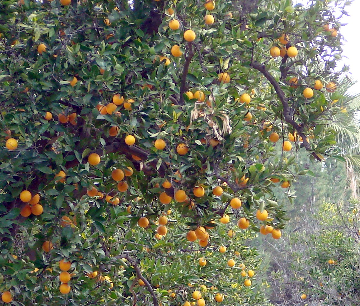 Fruit Fiesta 3 oyun görseli