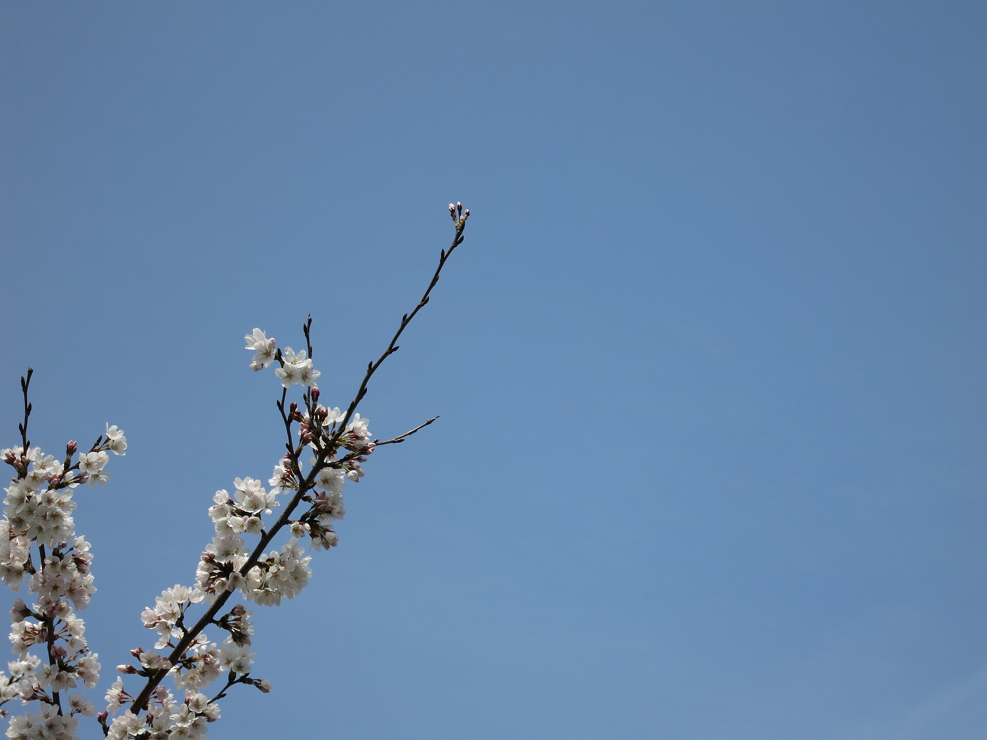 Sakura Garden oyun görseli